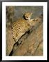Cheetah (Acinonyx Jubatus) Up A Tree In Captivity, Namibia, Africa by Steve & Ann Toon Limited Edition Print