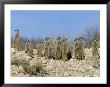 Meerkats (Suricates) (Suricata Suricatta), Kalahari Gemsbok Park, South Africa, Africa by Steve & Ann Toon Limited Edition Print