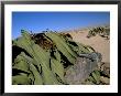 Welwitschia (Welwitschia Mirabilis), Namib Desert, Namibia, Africa by Steve & Ann Toon Limited Edition Pricing Art Print