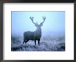 Red Deer (Cervus Elephus) At Dawn, Looking At Camera, United Kingdom by David Tipling Limited Edition Print