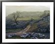 Yorkshire Dales Near Settle, Yorkshire, England, United Kingdom by Rob Cousins Limited Edition Print