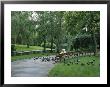 Woman Feeds Pigeons In The City Park In Vienna by Taylor S. Kennedy Limited Edition Print
