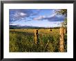 Hay Bales In Field, Whitefish, Montana, Usa by Chuck Haney Limited Edition Print