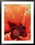 Papaver Orientale Curlilocks, Red Fringed Flower by Mark Bolton Limited Edition Print