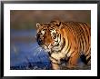 Bengal Tiger, India by Stuart Westmoreland Limited Edition Print