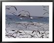 Seagulls Fly Over Surf by Raul Touzon Limited Edition Pricing Art Print