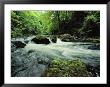 Woodland Stream And Rapids, Time Exposure by Norbert Rosing Limited Edition Print