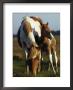 Wild Pony And Foal Grazing In A Field by James L. Stanfield Limited Edition Pricing Art Print