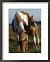 Wild Pony And Foal Grazing In A Field by James L. Stanfield Limited Edition Print