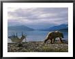 A Grizzly Ambles Past The Weathered Antlers Of A Moose On The Shores Of Naknek Lake by Joel Sartore Limited Edition Print