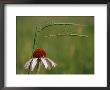 A Walking Stick Insect Hangs On A Stalk Of Grass Over A Purple Coneflower by Annie Griffiths Belt Limited Edition Pricing Art Print