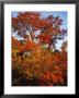 Tree In Golden Fall Color Along The Appalachian Trail by Raymond Gehman Limited Edition Print