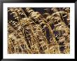 Grasses And Seedheads Swaying In A Gentle Breeze by Jason Edwards Limited Edition Print