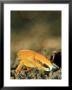 Fiddler Crab, Fiji by Tobias Bernhard Limited Edition Print