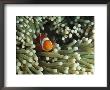 Clown Anemonefish In Sea Anemone, Pacific Ocean by Joe Stancampiano Limited Edition Print