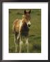 Portrait Of A Young Wild Pony Foal by James L. Stanfield Limited Edition Print