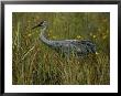 A Sandhill Crane Stands Amid Tall Grass And Wildflowers In Okefenokee Swamp by Randy Olson Limited Edition Print