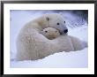 Mother Polar Bear And Her Cub by Paul Nicklen Limited Edition Print