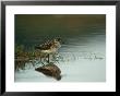 A Sandpiper And Its Reflection In Calm Water by Klaus Nigge Limited Edition Print