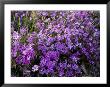 Creeping Flox Along A Roadway In Rural Tennessee by Joel Sartore Limited Edition Pricing Art Print