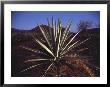 Mexico, Oaxaca, Field Of Agave Plants For Making Tequila by Brimberg & Coulson Limited Edition Print