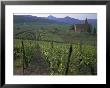 Vineyards, Hunawihr, Alsace, France by Guy Thouvenin Limited Edition Print