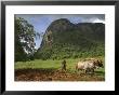 Peasant Farmer Ploughing Field With His Two Oxen, Vinales, Pinar Del Rio Province, Cuba by Eitan Simanor Limited Edition Pricing Art Print
