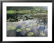 Lily Pads, Watendlath Tarn, Lake District National Park, Cumbria, England, United Kingdom by Neale Clarke Limited Edition Print