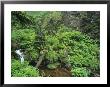 Steamlet And Ferns In Forest, Bayerischer Wald National Park, Germany by Norbert Rosing Limited Edition Print