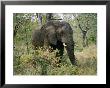 African Elephant In The Bush by Nicole Duplaix Limited Edition Print