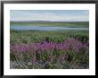 Fireweed Blooms On The Tundra Near A Lake by Rich Reid Limited Edition Print