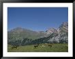 Wild Horses Run Through The High Country Near Gedre by Michael S. Lewis Limited Edition Print