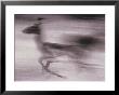 An Antelope Speeds Past The Camera by Bobby Model Limited Edition Pricing Art Print
