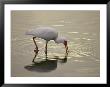 A White Ibis Sticks His Beak In The Water Looking For A Meal by Nicole Duplaix Limited Edition Pricing Art Print