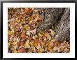 Autumn Leaves Blanket The Foot Of The Tree They Fell Off by Taylor S. Kennedy Limited Edition Print