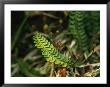 Aleutian Shield Fern, An Endangered Plant Found Only On Adak Island by Joel Sartore Limited Edition Pricing Art Print