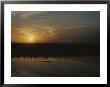An Alligator In Silhouette Glides Through Wetlands At Sunset by Raul Touzon Limited Edition Print