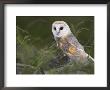 Barn Owl On Dry Stone Wall, Tyto Alba, United Kingdom by Steve & Ann Toon Limited Edition Print