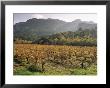 Vineyards Near Roquebrun Sur Argens, Var, Provence, France by Michael Busselle Limited Edition Print