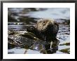 A Sea Otter Has Wrapped Himself With Kelp As An Anchor For A Nap by Bill Curtsinger Limited Edition Print