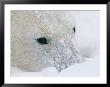 A Close View Of A Polar Bears Snow-Encrusted Face by Paul Nicklen Limited Edition Print