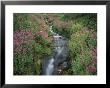 Pink Monkey Flower Near Mountain Stream, Mt. Rainier National Park, Washington, Usa by Stuart Westmoreland Limited Edition Print