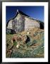Fisherman's Hut, Lindisfarne (Holy Island), Northumberland, England, United Kingdom by Lee Frost Limited Edition Print