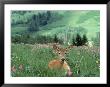Doe Mule Deer In Lush Field by Allen Russell Limited Edition Pricing Art Print