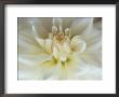 White Dahlia Close-Up by Janell Davidson Limited Edition Print
