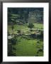 Rice Plantation, Terraced Fields, In Hills Near Hangnuanketa, Kandy District, Sri Lanka by David Beatty Limited Edition Print