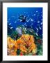 Diving At Barry's Dream Site, Near Mero, Mero, Dominica by Michael Lawrence Limited Edition Print