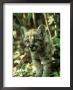 Florida Panther, Felis Concolor Coryi, Kitten by Brian Kenney Limited Edition Print