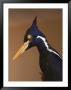 Close View Of An Ivory-Billed Woodpecker (Campephilus Principalis) by Joel Sartore Limited Edition Print