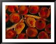 A Magnified View Of Atlantic Salmon Eggs by Paul Nicklen Limited Edition Print